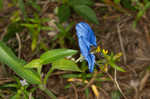 Whitemouth dayflower 